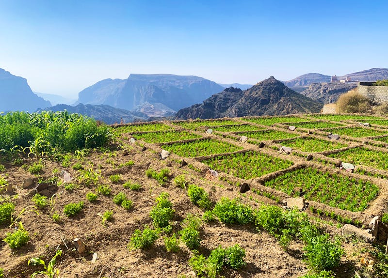 Jebel Akhdar - der Grüne Berg mit Terrassenfeldern - ©Patrick Fritzsche - Eberhardt TRAVEL