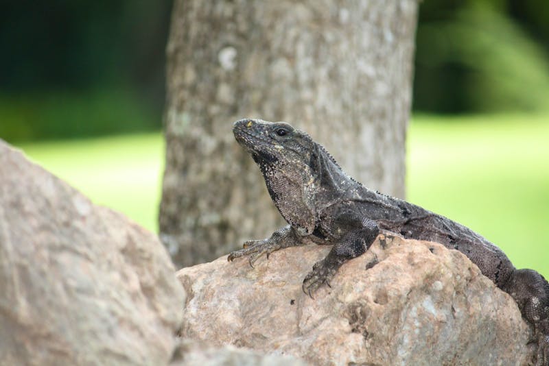 Bewohner von Uxmal - Iguana - ©Kerstin Heintzel - Eberhardt TRAVEL