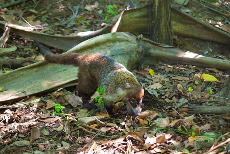 Museumspark La Venta in Mexiko - Nasenbär - ©Annett Müller - Eberhardt TRAVEL