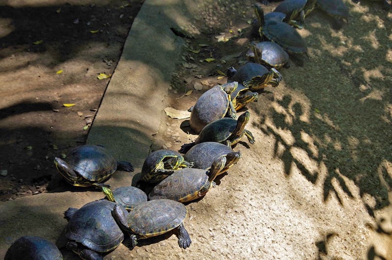 Museumspark La Venta in Mexiko - Schildkröten - ©Annett Müller - Eberhardt TRAVEL