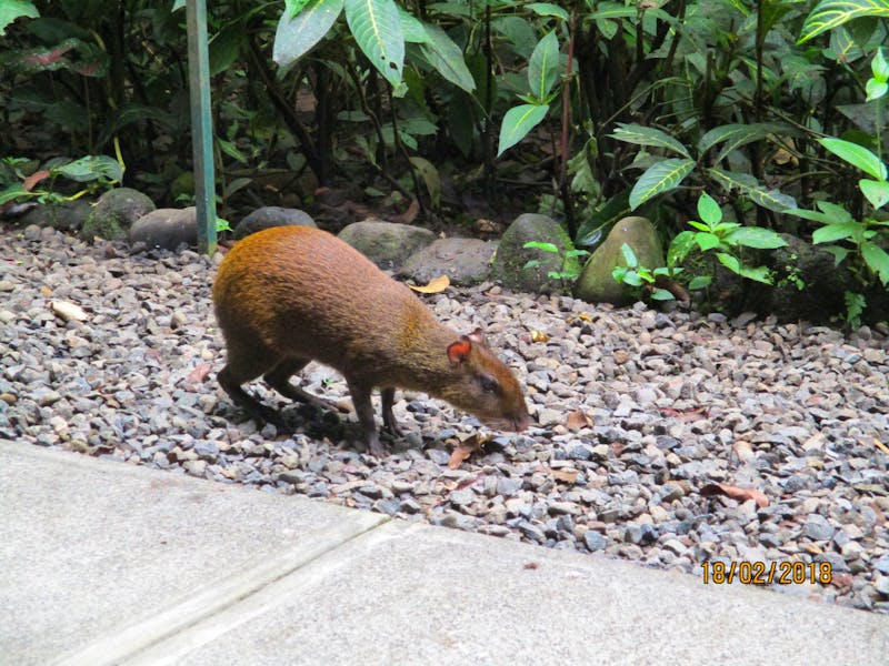 Goldhase im Ökozentrum Danaus - ©Constanze Hölig - Eberhardt TRAVEL