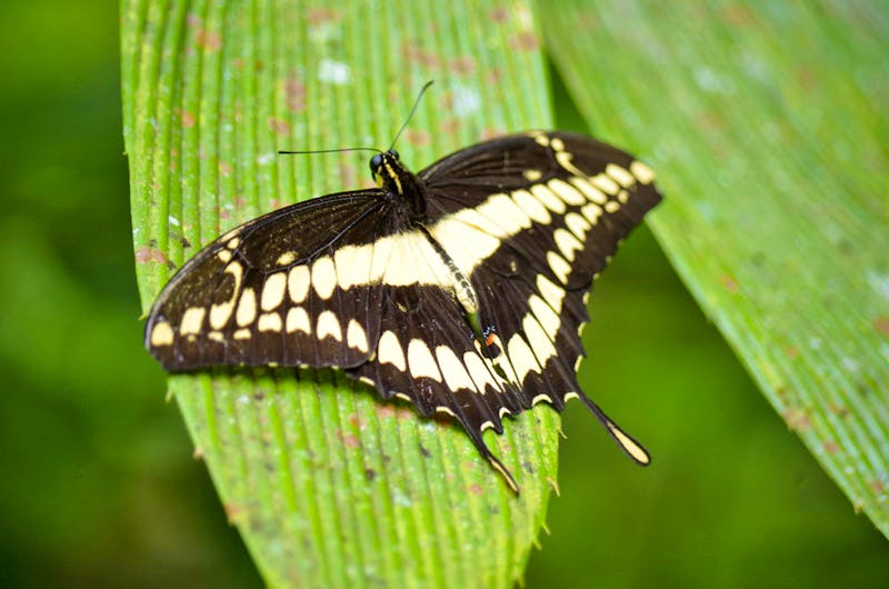 Schmetterling im Danaus Ökozentrum - ©Astrid Fuhse - Eberhardt TRAVEL