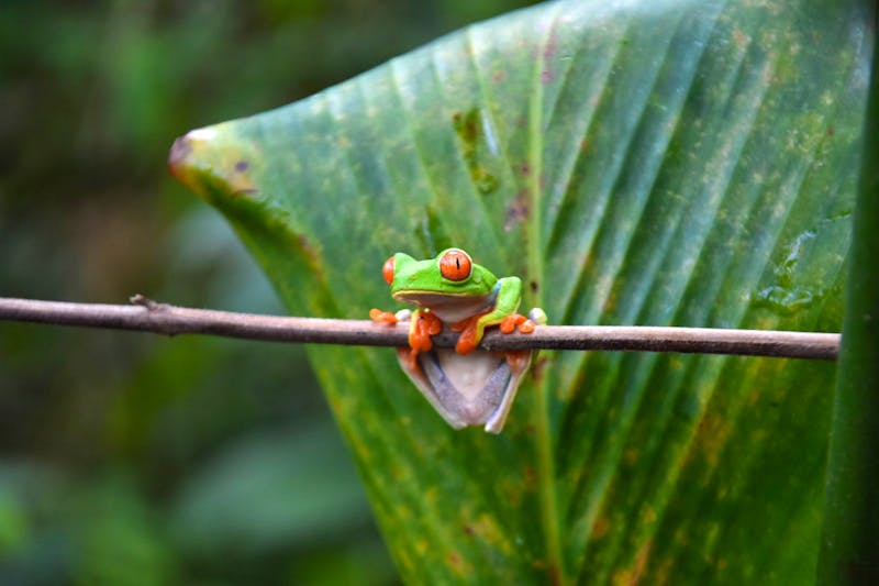 Rotaugenfrosch auf dem Weg zum La Fortuna Wasserfall - ©Eric Richter - Eberhardt TRAVEL