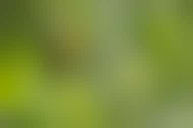 Tukan im Regenwald bei La Fortuna - ©Racoonbtc - stock.adobe.com