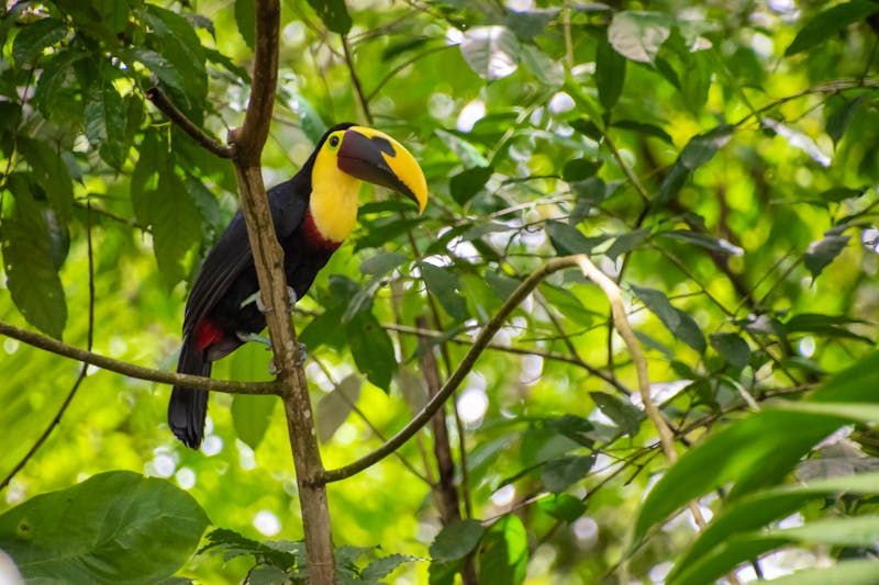 Tukan im Regenwald bei La Fortuna - ©Racoonbtc - stock.adobe.com