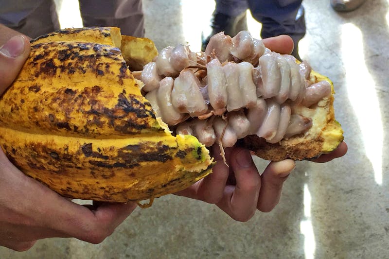 So sieht eine Kakao-Frucht von innen aus - ©Astrid Fuhse - Eberhardt TRAVEL