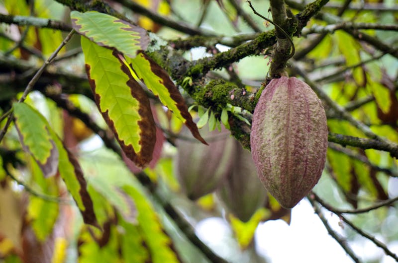 Kakao in Costa Rica - ©Astrid Fuhse - Eberhardt TRAVEL