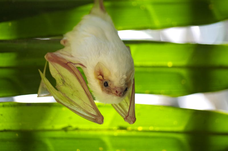 Gelbohr-Fledermaus in Costa Rica - ©Astrid Fuhse - Eberhardt TRAVEL