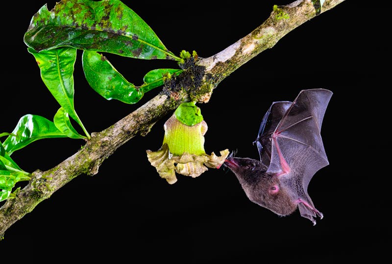 Fledermaus-Tour in Costa Rica - ©FotoRequest - stock.adobe.com