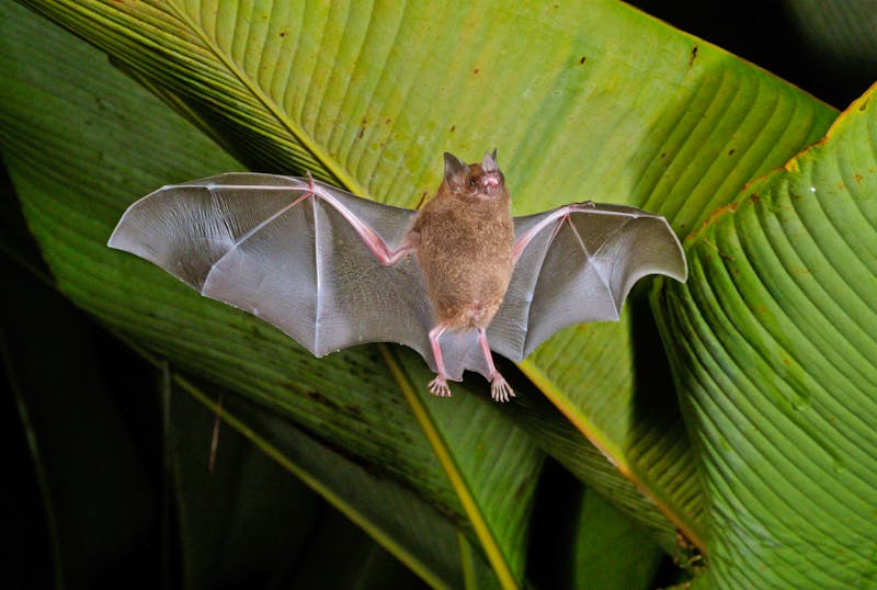 Fledermaus-Tour in Costa Rica - ©Ivan Kuzmin - stock.adobe.com