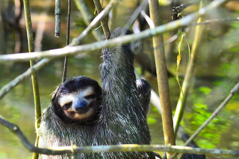 Faultier im Tortuguero Nationalpark - ©Laura Wonneberger - Eberhardt TRAVEL