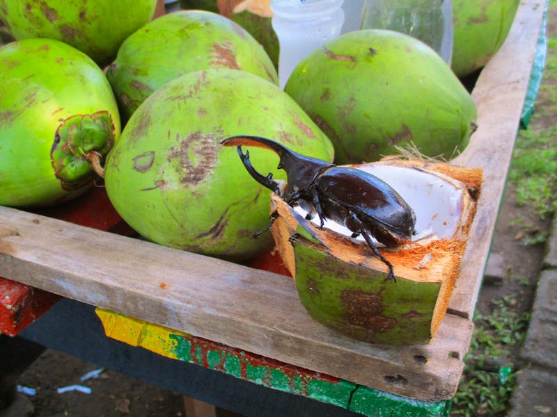 Im Tortuguero Nationalpark - ©Constanze Hölig - Eberhardt TRAVEL