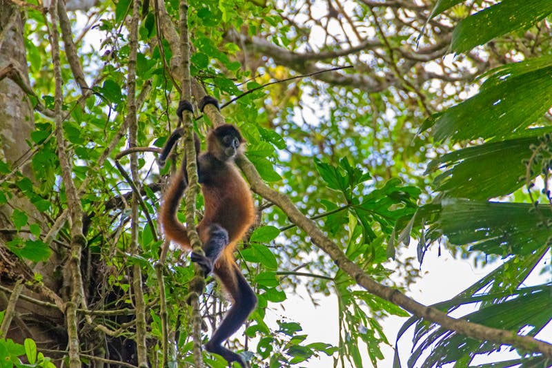 Affe im Tortuguero Nationalpark in Costa Rica - ©exs - stock.adobe.com