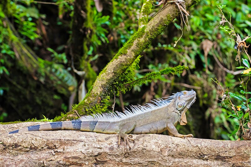 Iguana im Tortuguero Nationalpark in Costa Rica - ©Marco - stock.adobe.com
