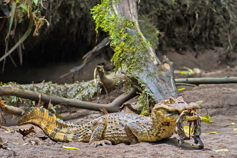 Kaiman im Tortuguero Nationalpark in Costa Rica - ©Marco - stock.adobe.com