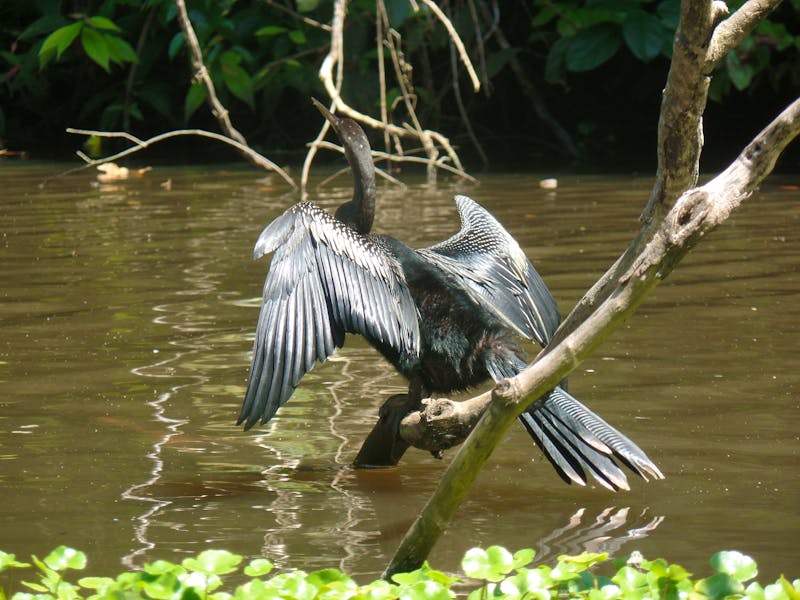 Bootsfahrt im Tortuguero Nationalpark - Kormoran - ©Benjamin Rodriguez Manzanares - Eberhardt TRAVEL