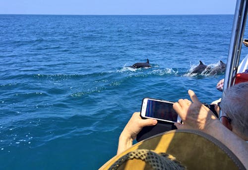 Delfine im Marino Ballena Nationalpark &ndash; &copy; Astrid Fuhse - Eberhardt TRAVEL