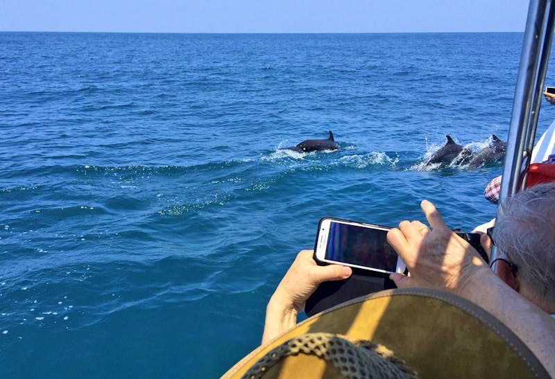Delfine im Marino Ballena Nationalpark - ©Astrid Fuhse - Eberhardt TRAVEL