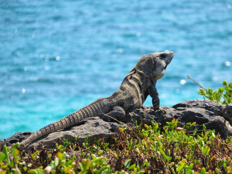 Iguana am Strand von Tulum - ©Rico Manns - Eberhardt TRAVEL