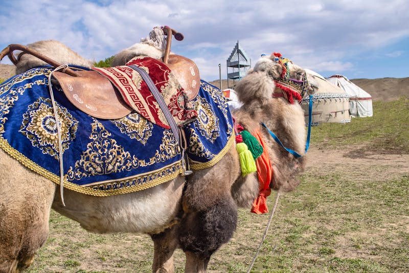 Kamel und Jurten in der Talas Region in Kirgistan - &copy;Омурали Тойчиев - stock.adobe.com