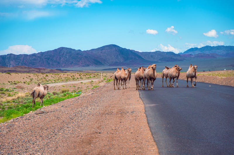 Kamele auf der Straße auf dem Weg zum Issyk Kul See - &copy;Khrystsina - stock.adobe.com