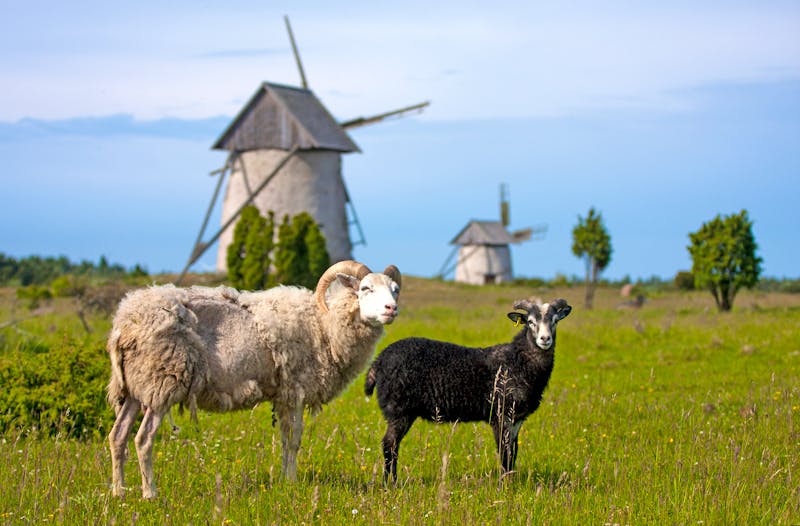 Schafe und Windmühlen auf der Insel Gotland - ©Kersti Lindström - stock.adobe.com
