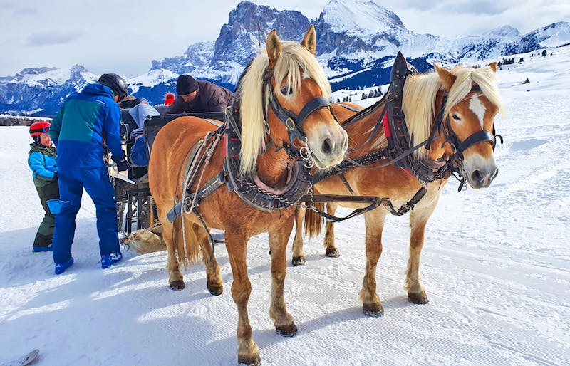 Pferdeschlitten auf der Seiser Alm - ©Ria Heilmann - Eberhardt TRAVEL