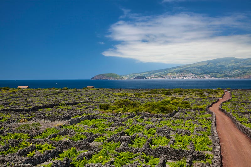 Weinwanderweg auf Pico - ©Helmut Gulbins - stock.adobe.com