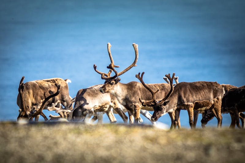 Rentiere auf Mageroya - Weg zum Nordkap - ©Oscar Farrera - Hurtigruten