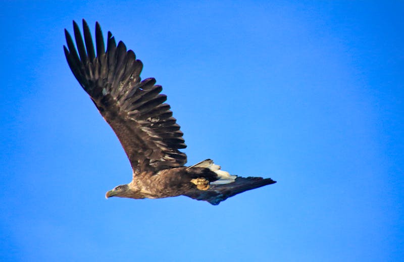 Seeadler-Safari bei der Hurtigruten-Kreuzfahrt - ©Elizabeth Berry - Hurtigruten Guest Image