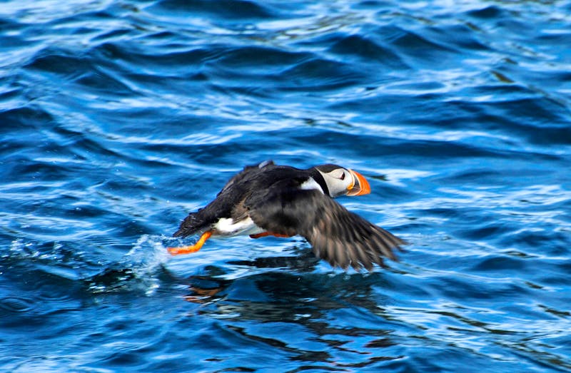 Papageientaucher im Gjesvaer-Naturschutzgebiet in Norwegen - ©Sylvia Brinkgreve Muller - Hurtigruten Guest image