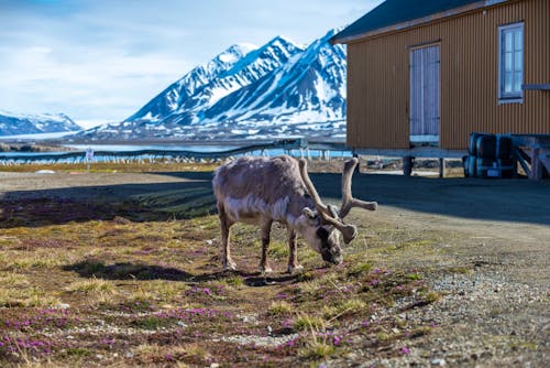 Rentier in Ny-Alesund - Spitzbergen &ndash; &copy; Alexey Seafarer - stock.adobe.com