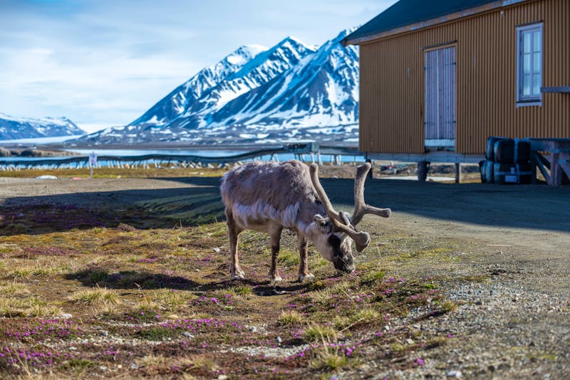 Rentier in Ny-Alesund - Spitzbergen - ©Alexey Seafarer - stock.adobe.com