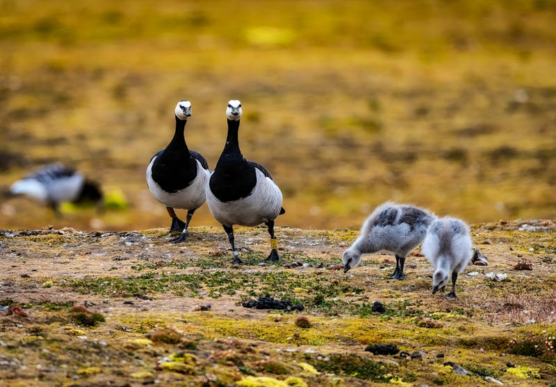 Wildgänse auf Spitzbergen - ©Betty Rong - stock.adobe.com