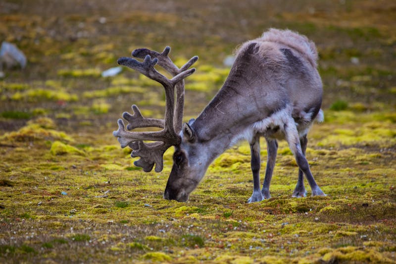 Rentier bei Ny-Alesund auf Spitzbergen - ©Dave - stock.adobe.com