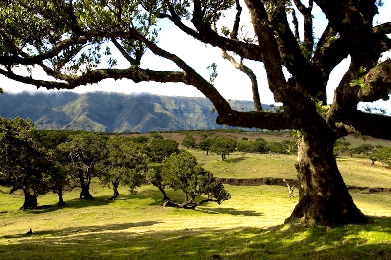 Fanal - ©©VisitMadeira