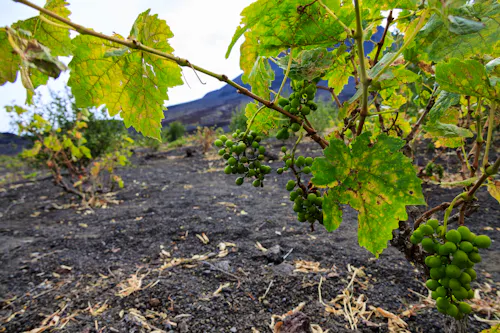 Weinanbau auf der Kapverden-Insel Fogo &ndash; &copy; Ralf - stock.adobe.com