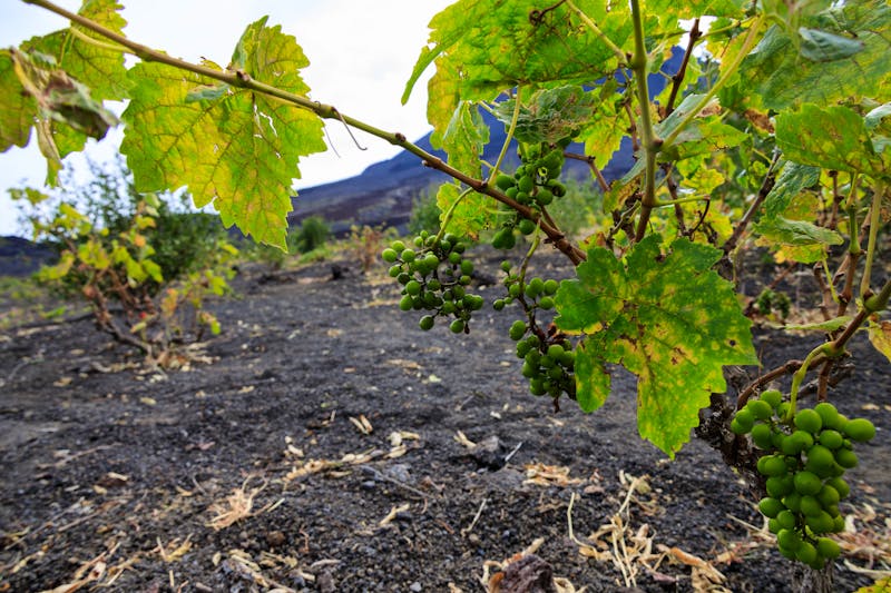 Weinanbau auf der Kapverden-Insel Fogo - ©Ralf - stock.adobe.com
