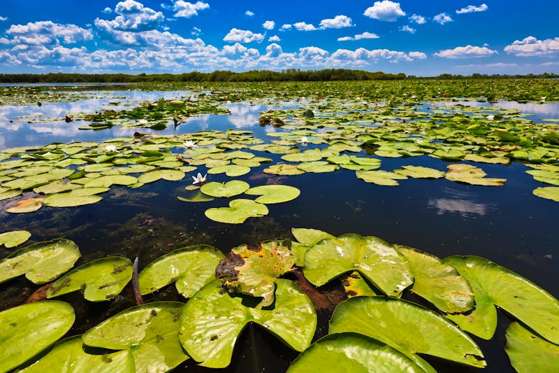 Seerosen im Donau-Delta - ©Stelian Porojnicu - stock.adobe.com