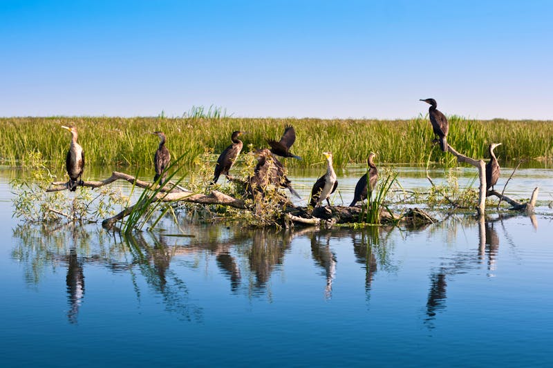 Kormorane im Donau-Delta - ©sabinaleopa - stock.adobe.com