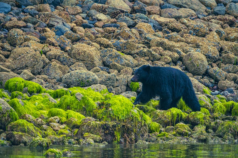 Schwarzbär in der Wildnis von Kanada - ©Marco - stock.adobe.com