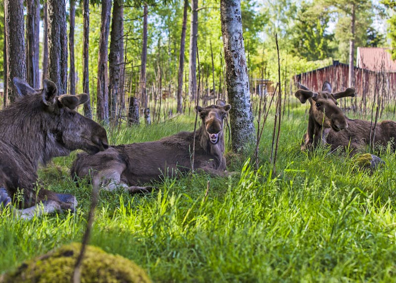 Elchpark bei Kosta in Smaland - ©Alexander Hall - imagebank.sweden.se