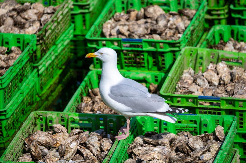 Möwe auf den Austern-Körben in Yerseke - Zeeland - ©barmalini - stock.adobe.com
