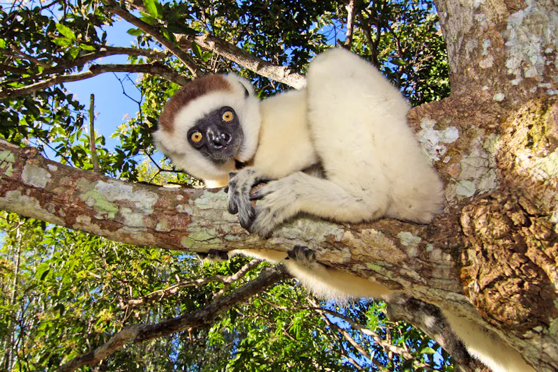 Lemur auf Madagaskar - &copy;photos4nature - stock.adobe.com