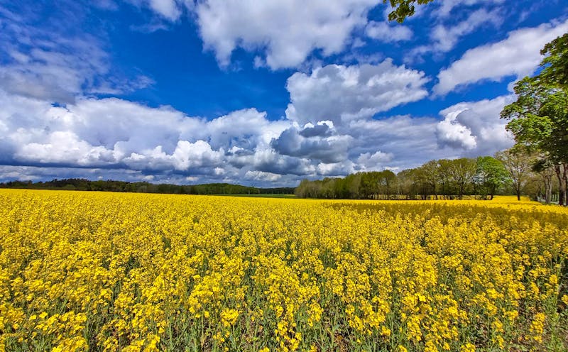 Rapsfeld in Mecklenburg - ©Cornelia Ritter - Eberhardt TRAVEL