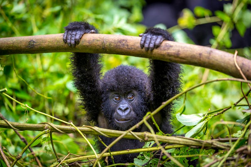 Gorilla Beobachtung - ©LMspencer - stock.adobe.com