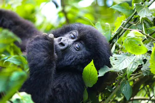 Beobachtung von Gorillas in Uganda &ndash; &copy; Carolyn - stock.adobe.com