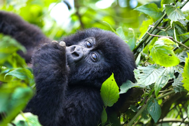 Beobachtung von Gorillas in Uganda - ©Carolyn - stock.adobe.com
