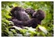 Beobachtung von Gorillas in Uganda – © Alex254/Wirestock Creators - stock.adobe.com