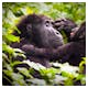 Beobachtung von Gorillas in Uganda – © Alex254/Wirestock Creators - stock.adobe.com